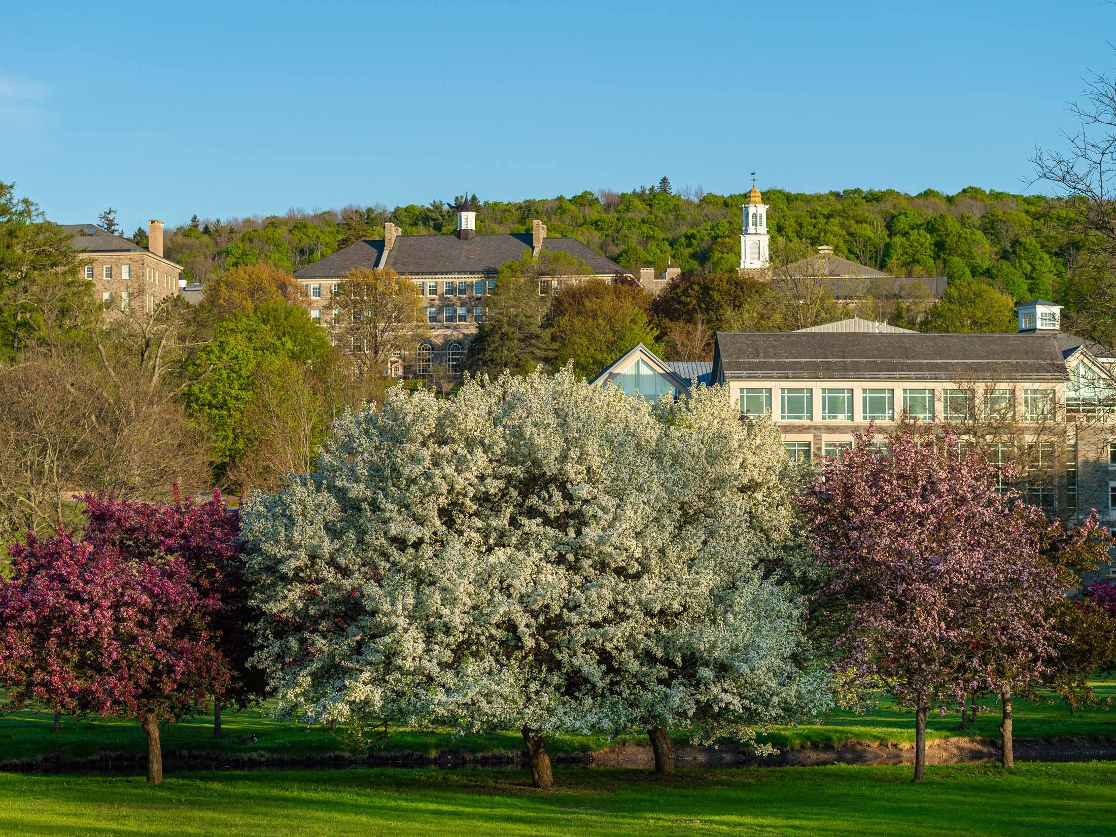 Campus against a blue springtime sky